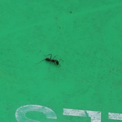 Iridomyrmex sp. (genus) (Ant) at Lyons, ACT - 7 Apr 2024 by ran452