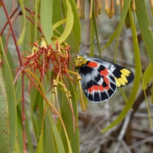 Delias harpalyce at Kowen Escarpment - 15 Feb 2024