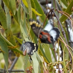 Delias harpalyce at Kowen Escarpment - 15 Feb 2024