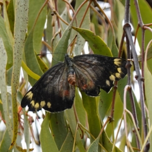 Delias harpalyce at Kowen Escarpment - 15 Feb 2024