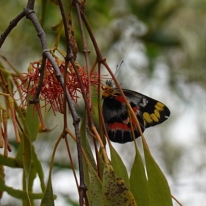 Delias harpalyce at Kowen Escarpment - 15 Feb 2024