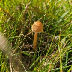 Unidentified Cap on a stem; gills below cap [mushrooms or mushroom-like] at Captains Flat, NSW - 7 Apr 2024 by Csteele4