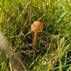 Agrocybe sp. at Captains Flat, NSW - 7 Apr 2024 by Csteele4