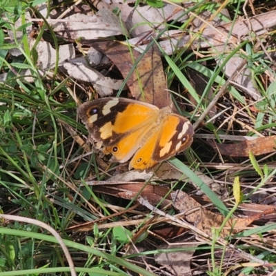 Heteronympha merope (Common Brown Butterfly) at Captains Flat, NSW - 7 Apr 2024 by Csteele4