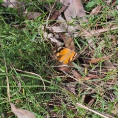 Heteronympha merope at QPRC LGA - 7 Apr 2024