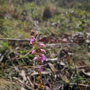 Stylidium graminifolium at QPRC LGA - 7 Apr 2024 01:39 PM