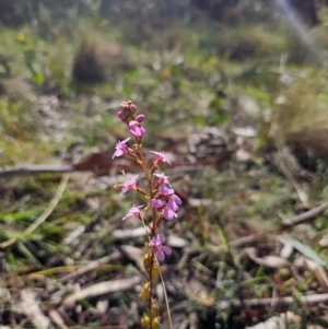 Stylidium graminifolium at QPRC LGA - 7 Apr 2024 01:39 PM