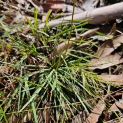 Stylidium graminifolium at QPRC LGA - 7 Apr 2024 01:39 PM