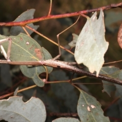 Unidentified Praying mantis (Mantodea) at Ainslie, ACT - 6 Jan 2024 by jb2602