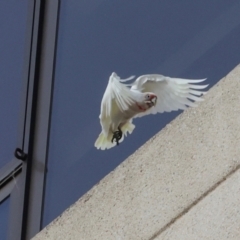 Cacatua tenuirostris (Long-billed Corella) at Sandy Bay, TAS - 17 Feb 2024 by AlisonMilton