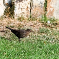 Turdus merula (Eurasian Blackbird) at Sandy Bay, TAS - 16 Feb 2024 by AlisonMilton