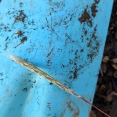 Bothriochloa macra (Red Grass, Red-leg Grass) at Page, ACT - 7 Apr 2024 by CattleDog