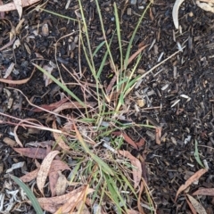 Bothriochloa macra at Page, ACT - 7 Apr 2024