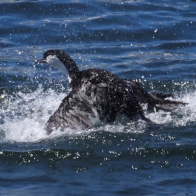 Phalacrocorax fuscescens (Black-faced Cormorant) at Hobart, TAS - 17 Feb 2024 by AlisonMilton