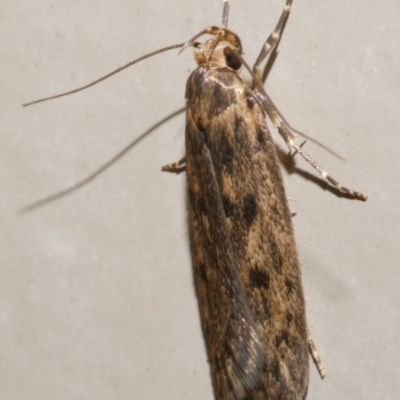 Hofmannophila pseudospretella (Brown House Moth) at Freshwater Creek, VIC - 21 Feb 2024 by WendyEM