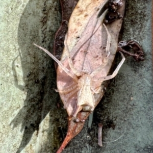 Sidymella trapezia at GG182 - 7 Apr 2024