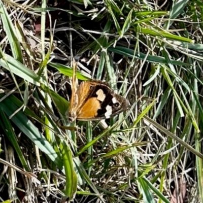 Heteronympha merope (Common Brown Butterfly) at Aranda, ACT - 6 Apr 2024 by KMcCue