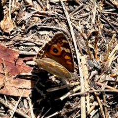 Junonia villida (Meadow Argus) at Aranda, ACT - 6 Apr 2024 by KMcCue