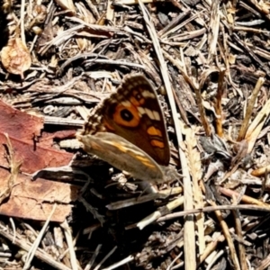 Junonia villida at Aranda, ACT - 6 Apr 2024