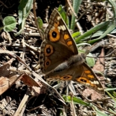 Junonia villida at Aranda, ACT - 6 Apr 2024 03:15 PM