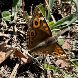 Junonia villida at Aranda, ACT - 6 Apr 2024 03:15 PM