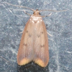 Tachystola acroxantha (A Concealer moth) at Freshwater Creek, VIC - 21 Feb 2024 by WendyEM