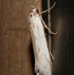 Philobota (genus) (Unidentified Philobota genus moths) at Freshwater Creek, VIC - 21 Feb 2024 by WendyEM