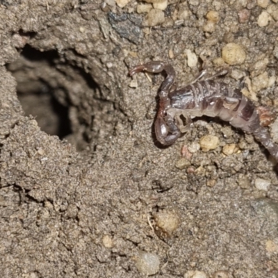 Cercophonius squama (Wood Scorpion) at QPRC LGA - 7 Apr 2024 by clarehoneydove