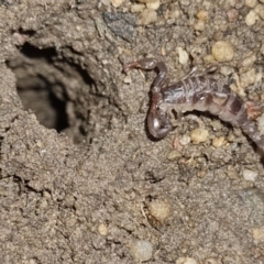 Cercophonius squama (Wood Scorpion) at QPRC LGA - 7 Apr 2024 by clarehoneydove