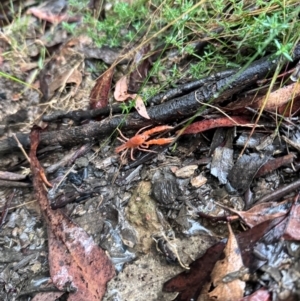 Engaeus cymus at Lower Cotter Catchment - 6 Apr 2024