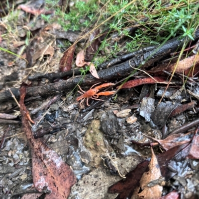 Engaeus cymus (Blunt Nosed Burrowing Crayfish.) at Lower Cotter Catchment - 5 Apr 2024 by NMenzies