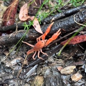 Engaeus cymus at Lower Cotter Catchment - 6 Apr 2024