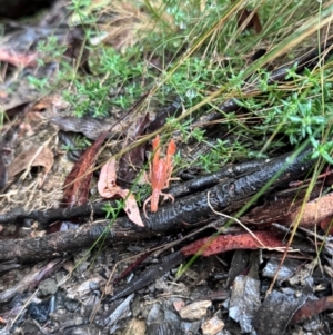 Engaeus cymus at Lower Cotter Catchment - 6 Apr 2024