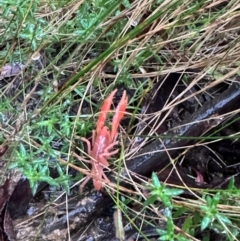 Engaeus cymus at Lower Cotter Catchment - 6 Apr 2024