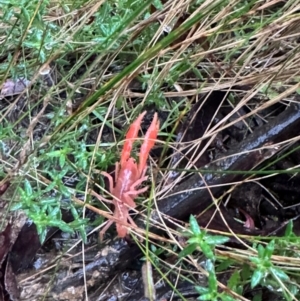 Engaeus cymus at Lower Cotter Catchment - 6 Apr 2024