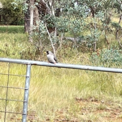 Manorina melanocephala (Noisy Miner) at Mount Ainslie to Black Mountain - 7 Apr 2024 by Hejor1