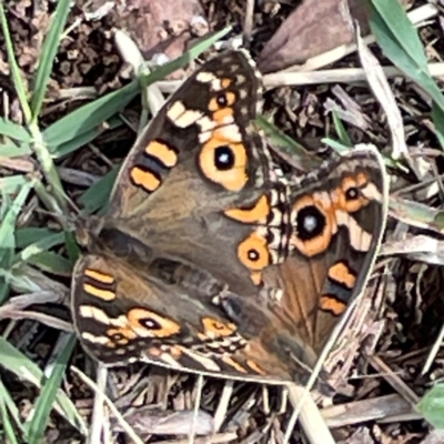 Junonia villida (Meadow Argus) at Mount Ainslie to Black Mountain - 7 Apr 2024 by Hejor1