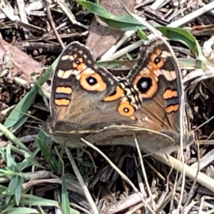 Junonia villida at Mount Ainslie to Black Mountain - 7 Apr 2024