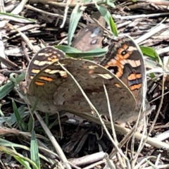 Junonia villida at Mount Ainslie to Black Mountain - 7 Apr 2024 01:18 PM