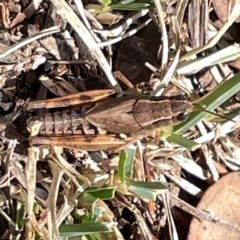 Phaulacridium vittatum (Wingless Grasshopper) at Campbell, ACT - 7 Apr 2024 by Hejor1