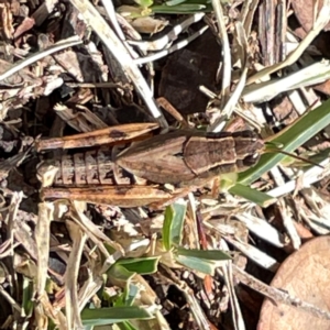 Phaulacridium vittatum at Mount Ainslie to Black Mountain - 7 Apr 2024 01:20 PM