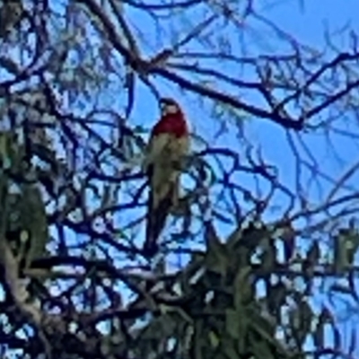 Platycercus eximius (Eastern Rosella) at Mount Ainslie to Black Mountain - 7 Apr 2024 by Hejor1