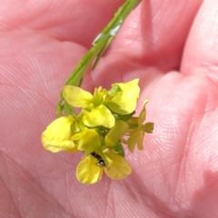 Hirschfeldia incana (Buchan Weed) at Mount Ainslie to Black Mountain - 7 Apr 2024 by Hejor1
