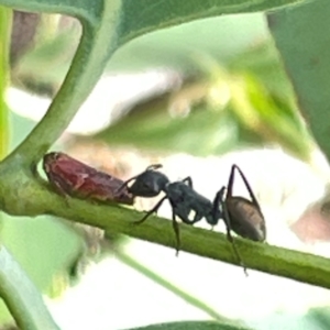 Formicidae (family) at Mount Pleasant - 7 Apr 2024