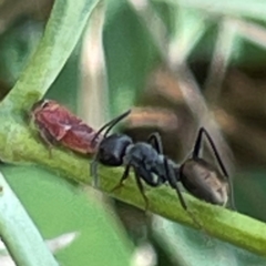 Formicidae (family) at Mount Pleasant - 7 Apr 2024