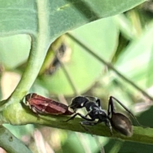 Formicidae (family) at Mount Pleasant - 7 Apr 2024