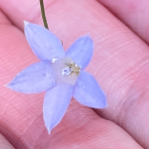 Wahlenbergia capillaris at Mount Pleasant - 7 Apr 2024