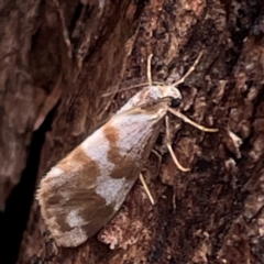 Anestia ombrophanes (Clouded Footman) at Mount Ainslie to Black Mountain - 7 Apr 2024 by Hejor1