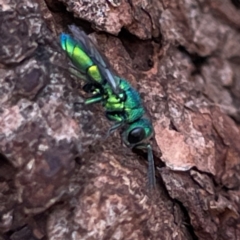 Chrysididae (family) (Cuckoo wasp or Emerald wasp) at Campbell, ACT - 7 Apr 2024 by Hejor1