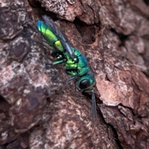 Chrysididae (family) at Mount Pleasant - 7 Apr 2024 02:00 PM